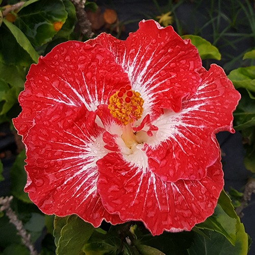 Tahitian Christmas Angel